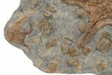 Exceptionally Preserved Fossil Starfish With Brittle Stars #225764-3